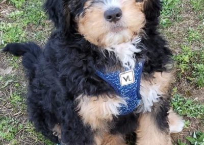 Doodle puppies for sale