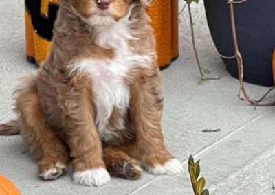 Aussiedoodle puppies for sale