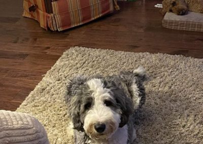 Sheepadoodle puppies